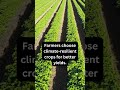 Climate Resilient Crop Planning | #futureedgevision #aiinagriculture #aifacts
