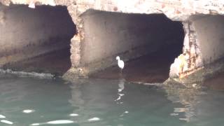 澳底港邊的小海鳥