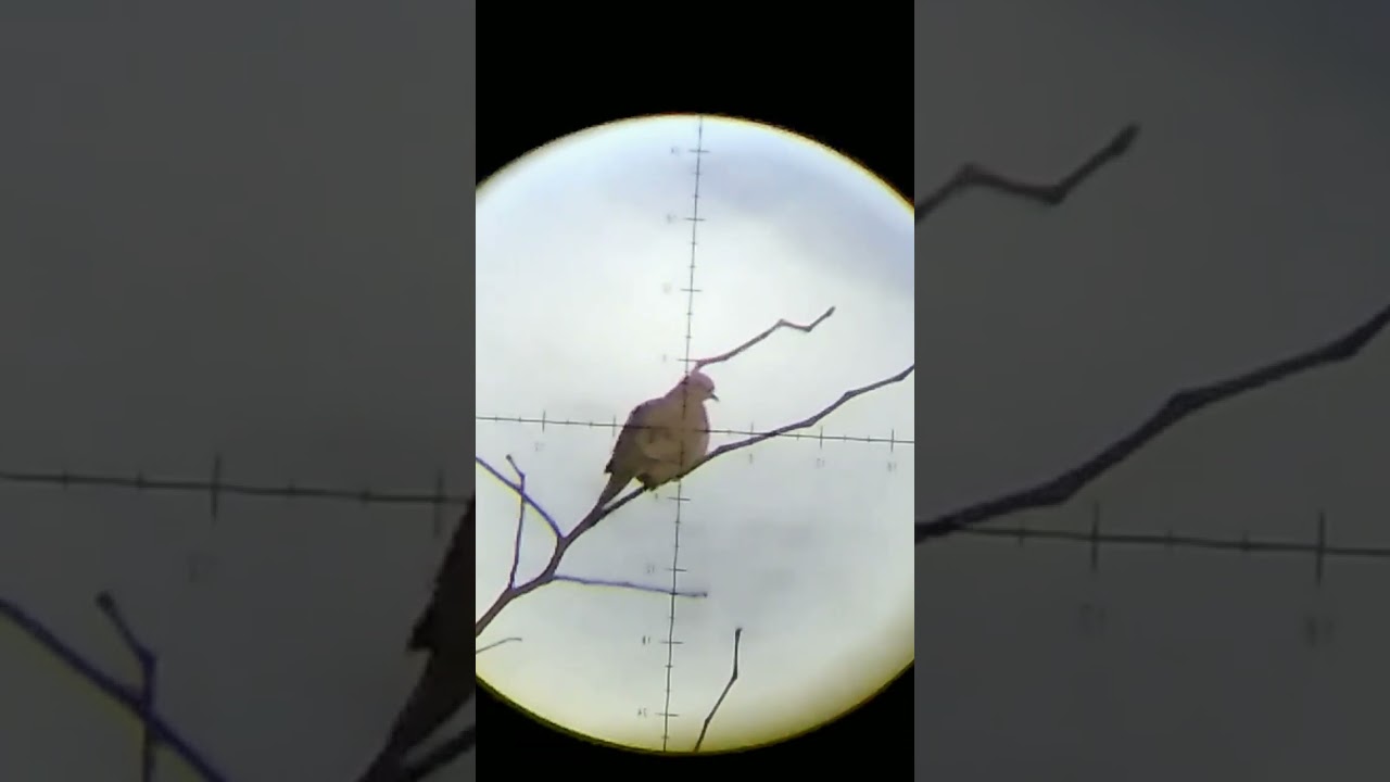 hunt-doves-youtube