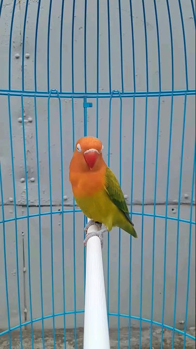 Berinteraksi Melatih mental Lovebird Paut di usia 2,5 bulan
