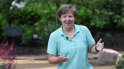 Marigolds - Ball Seed Customer Days