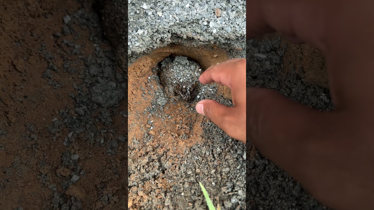 Cutest Frog Moment You’ll See Today” 