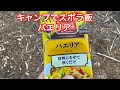 キャンプでズボラ飯　パエリア　メスティン自動炊飯