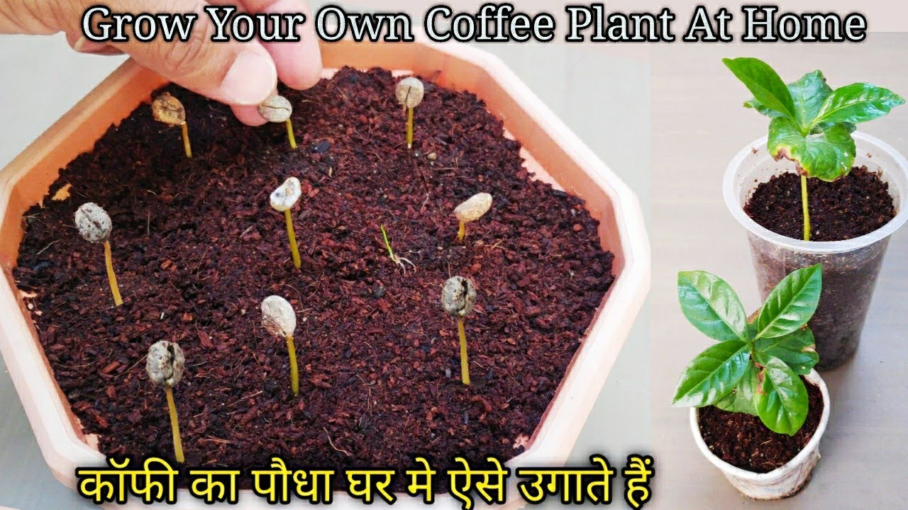 How To Grow Coffee From Seeds (With Updates)कॉफी का पौधा घर में उगायें CoffeePlant YouTube