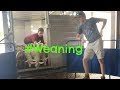 Weaning Lambs.   |   Vlog 32