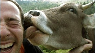 Best Funny Cows by AwesomeHouseFun ® 710,181 views 8 years ago 4 minutes, 14 seconds