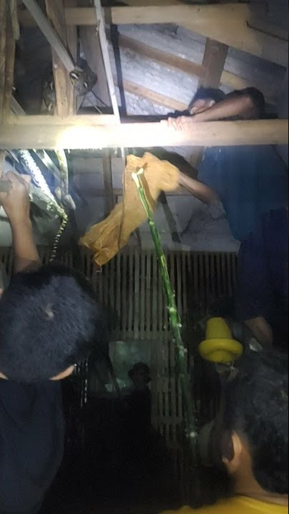 bangsat ayam sial' ular pencuri ayam