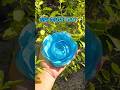 DIY Tissue Paper Rose🌹How to make a beautiful Rose using Tissue Paper #trendingshorts #ytshorts #diy