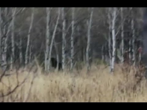 Fat Bigfoot Creature Caught on Camera 2016 (Real Sasquatch Proof/Evidence)