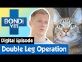 🐱 Cat In Lockdown Needs a Double Leg Operation | E12 | Bondi Vet