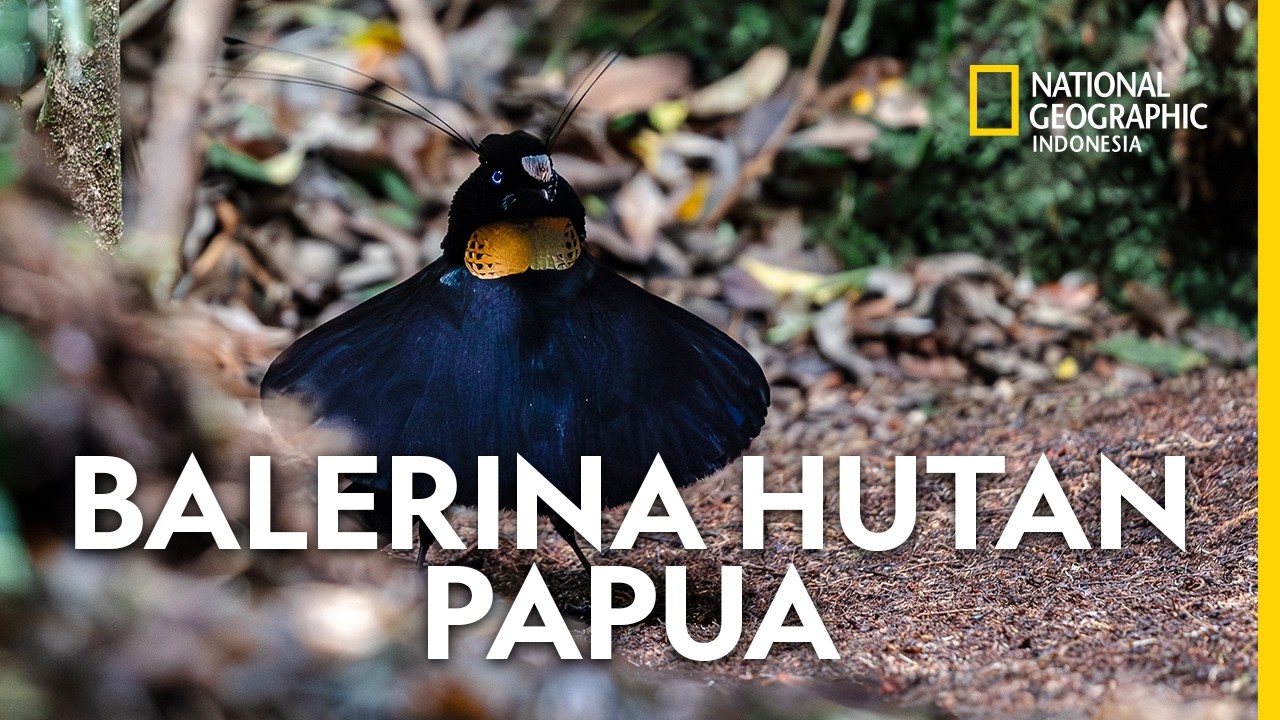 Western Parotia Arfak : Cenderawasih Papua Nan Perfeksionis - National Geographic Indonesia