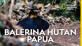 Western Parotia Arfak: Papua's Perfectionist Bird of Paradise - National Geographic Indonesia
