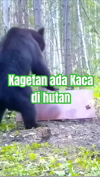 BERUANG HITAM BESAR BRUTAL!!!
