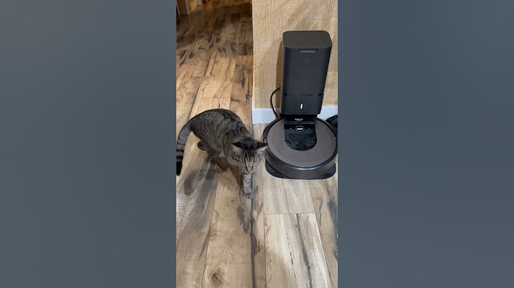 Watch the video about #lily #cat #youtube #love #youtubeshorts #family #shorts #funny #playing