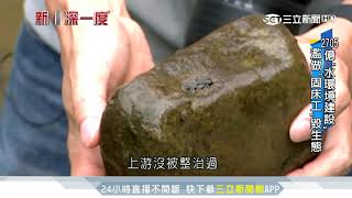 整治河川生態變樣！魚溯溪「撞牆」難回家｜三立新聞台