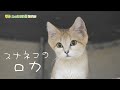 【東山動植物園公式】スナネコのロカ、担当飼育員が来たーーー！！《 スナネコ 》