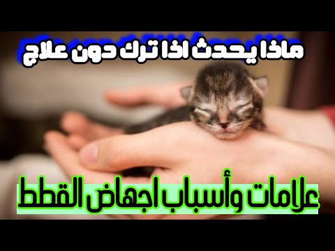 فيديو: كيفية وقف الإسهال عند القطط: 10 خطوات (بالصور)