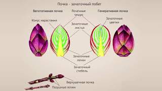 Побег. Биология