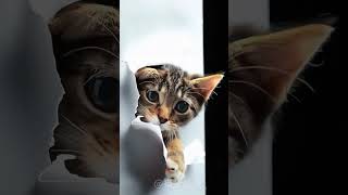 Transformed cat #ai短片 #cat #治愈系 #ai短片 #治愈系 #cute #animals #funny #kitten
