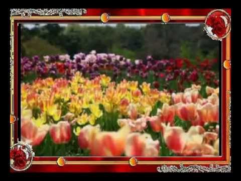 ЧЕРВОНІ ТЮЛЬПАНИ режисура Міхалич