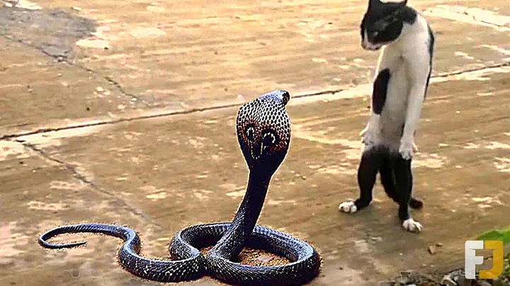 12 Times Snakes Messed With The Wrong Opponent - DayDayNews