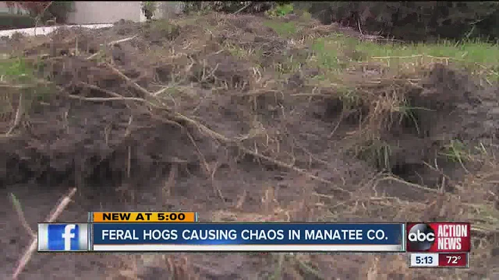Feral hogs tearing up property in Manatee County