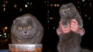 Meeting with British Shorthair Cat at Night by Cats Around Us 221 views 1 year ago 2 minutes, 1 second