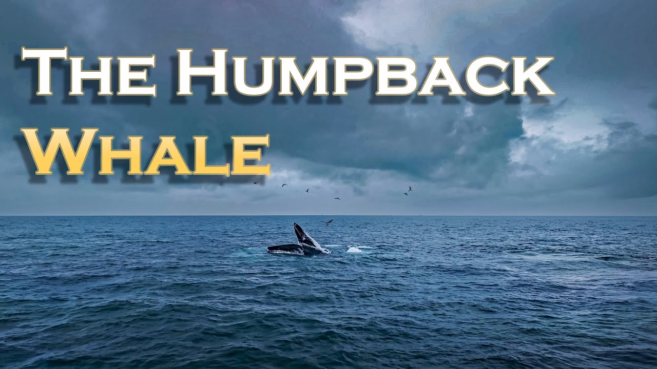 Majestic Giants: The Humpback Whales of Iceland - 4K Ocean Beauty