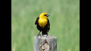 12 Birds of North America with Bird Sounds