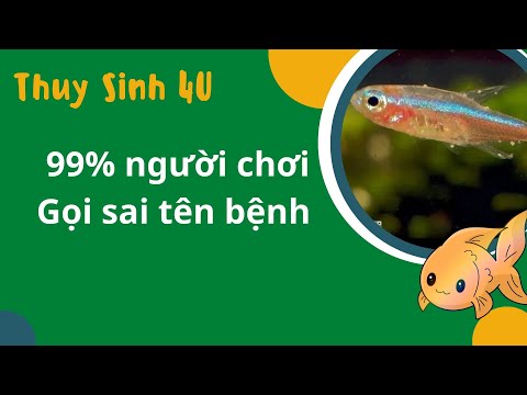 Video: Nhận biết các bệnh thường gặp ở cá nước ngọt