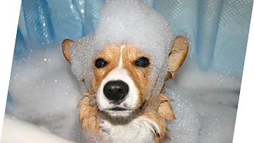 Warum stinken Hunde wenn sie nass geworden sind?