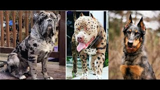 Top 5 Perros Exóticos mas Caros