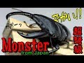 カブトムシ＋クワガタ　これが日本産だと！？でかすぎるクワガタいただきました（くろねこチャンネル）