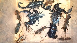Top Insects, BLack Scorpion - Insects You Have Never Encountered ,Catch a Scorpion With a Light Bulb