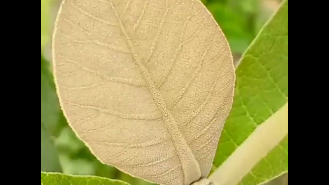 teak leaf| Natural red colour 