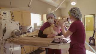 Welcome to Garden Valley Veterinary Hospital