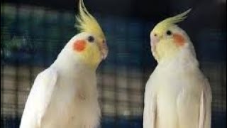 Cookie song Cockatiel||cocktail singing ||Breeding pair ||#viralvideo #video #viralvideo