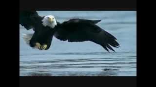 Action movie from the nature - Bald Eagle catches salmon