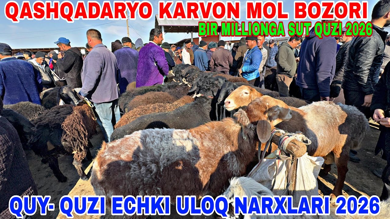 1-MART QARSHI KARVON MOL BOZORIDAN MAYDA SHOXLI YANI QUY-QUZI NARXLARI 2026