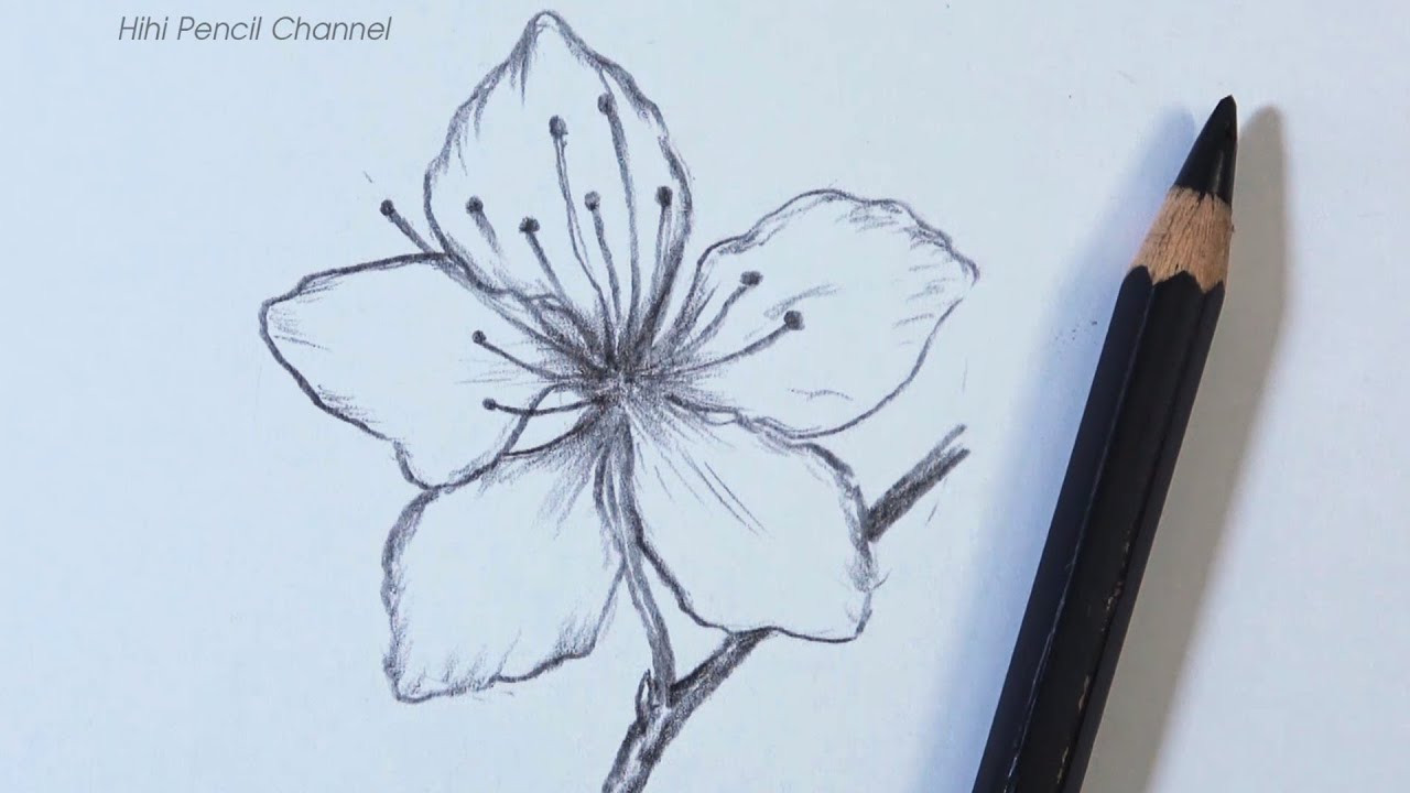 Flower drawing Cherry blossom drawing Blossoms art