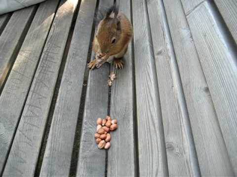 Video: Onko maapähkinä kaksisirkkainen?