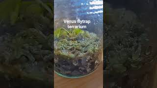#carnivoreplants #venusflytrap