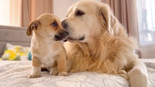 Adorable Golden Retriever Reaction to Cute Puppy