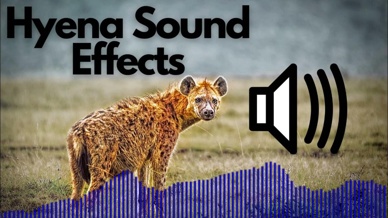 hyena-sound-effects-laugh-groaning-whoop-no-copyright-youtube