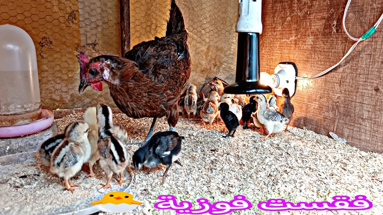 ما شاءالله فقست فوزية  🐣 زعبور ضاع 🐓