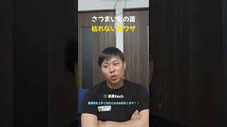 さつまいもの苗 枯れない裏ワザ