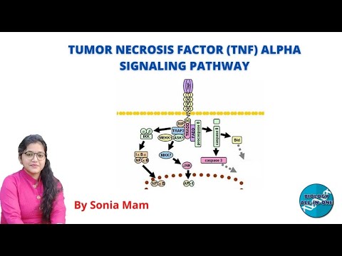 सीएसआईआर यूजीसी नेट | ट्यूमर नेक्रोसिस फैक्टर (TNF) अल्फा सिग्नलिंग पाथवे | #बायोलॉजीऑलइनवन