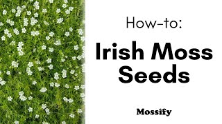 How To: Irish Moss Seeds | Premium Fast Growing Irish Moss Seed (Sagina Subulata)