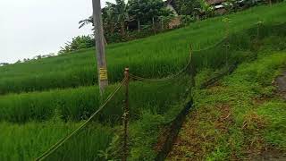 BAND 2000AN DENGAN LAGU NOSTALGIA || Lagu Enak Didengar Saat Santai Dan Kerja | Dadali,Papinka,Ilir7