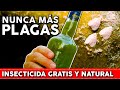 Nadie conoce este INSECTICIDA 100% NATURAL y lo tienes sembrado en tu HUERTA o JARDIN